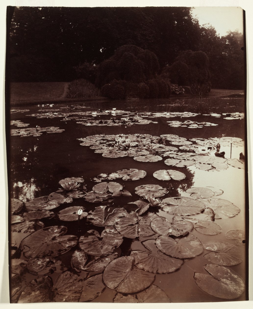 Lekníny od Eugène Atget