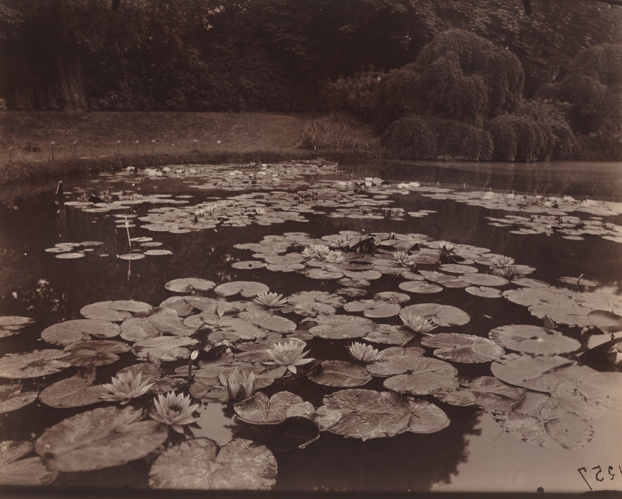 Lekníny (Bagatelle) od Eugène Atget