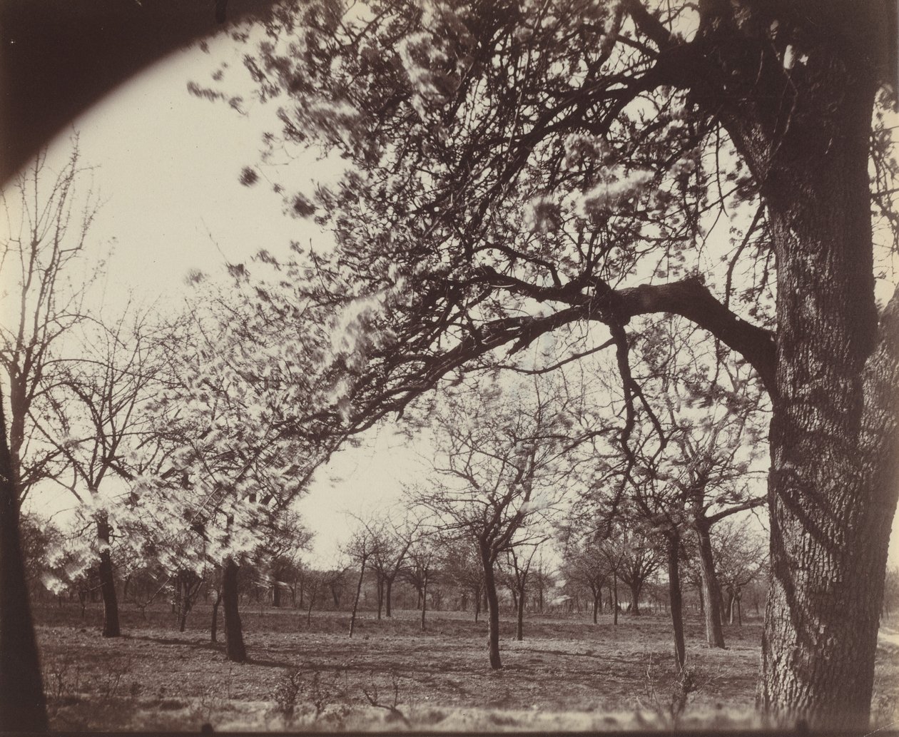 Poirier od Eugène Atget