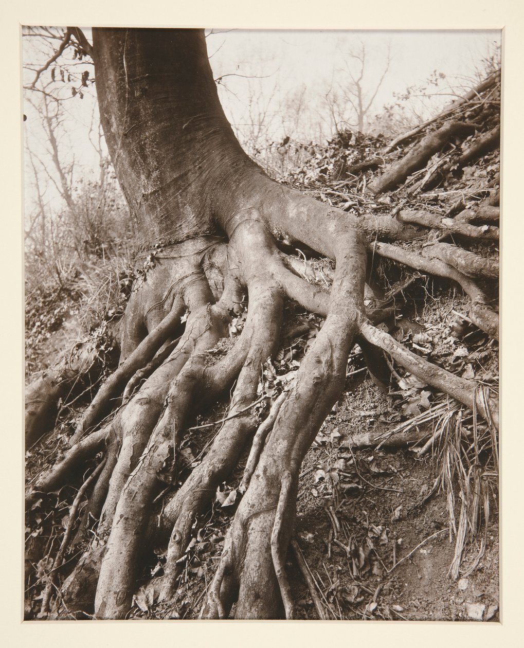 Saint-Cloud od Eugène Atget