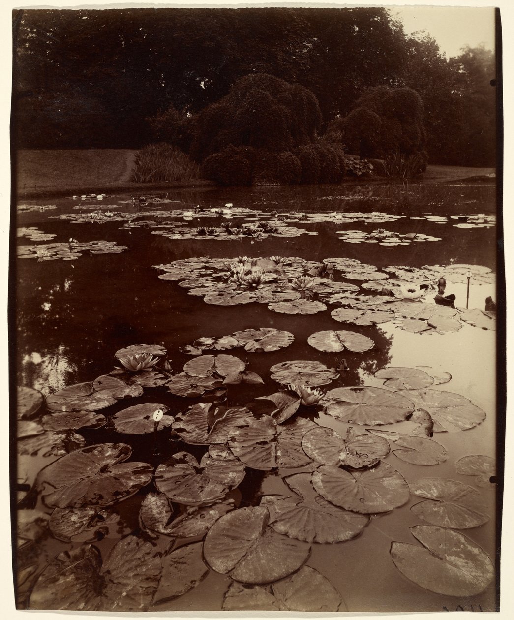 [Vodní lilie] od Eugène Atget