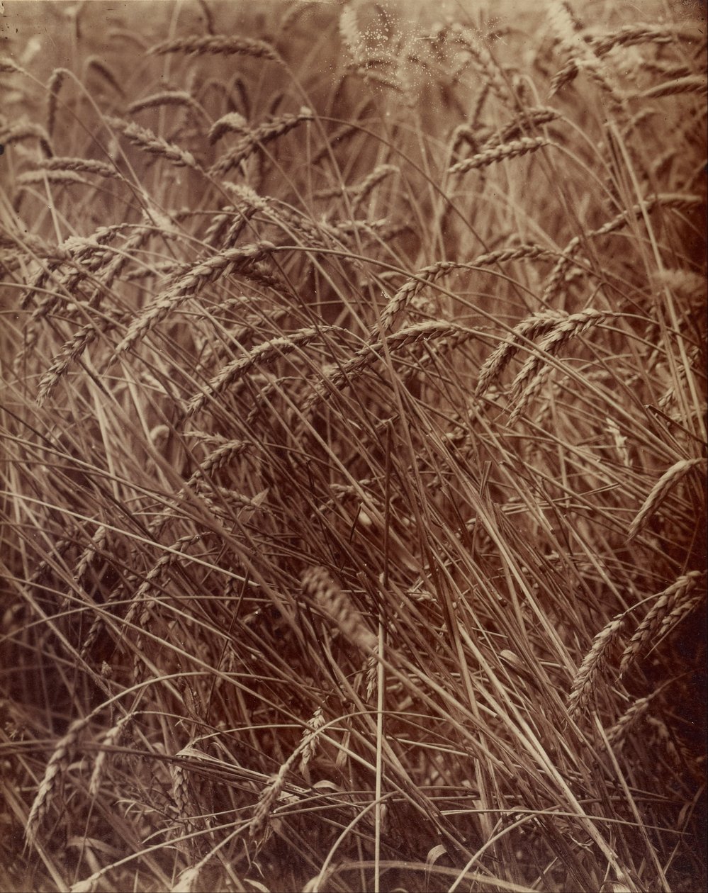 Pšenice od Eugène Atget