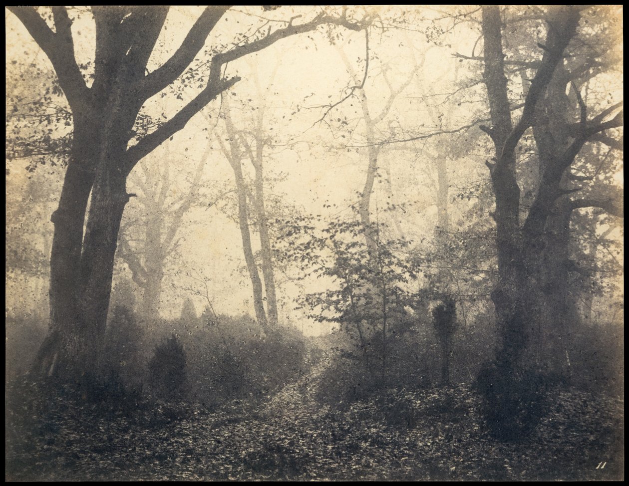 Fontainebleau. Forest v Barbizonu, cca 1860. od Eugène Cuvelier