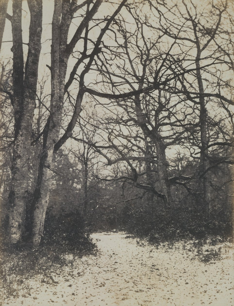 [Fontainebleau Forest], ca. 1860. od Eugène Cuvelier