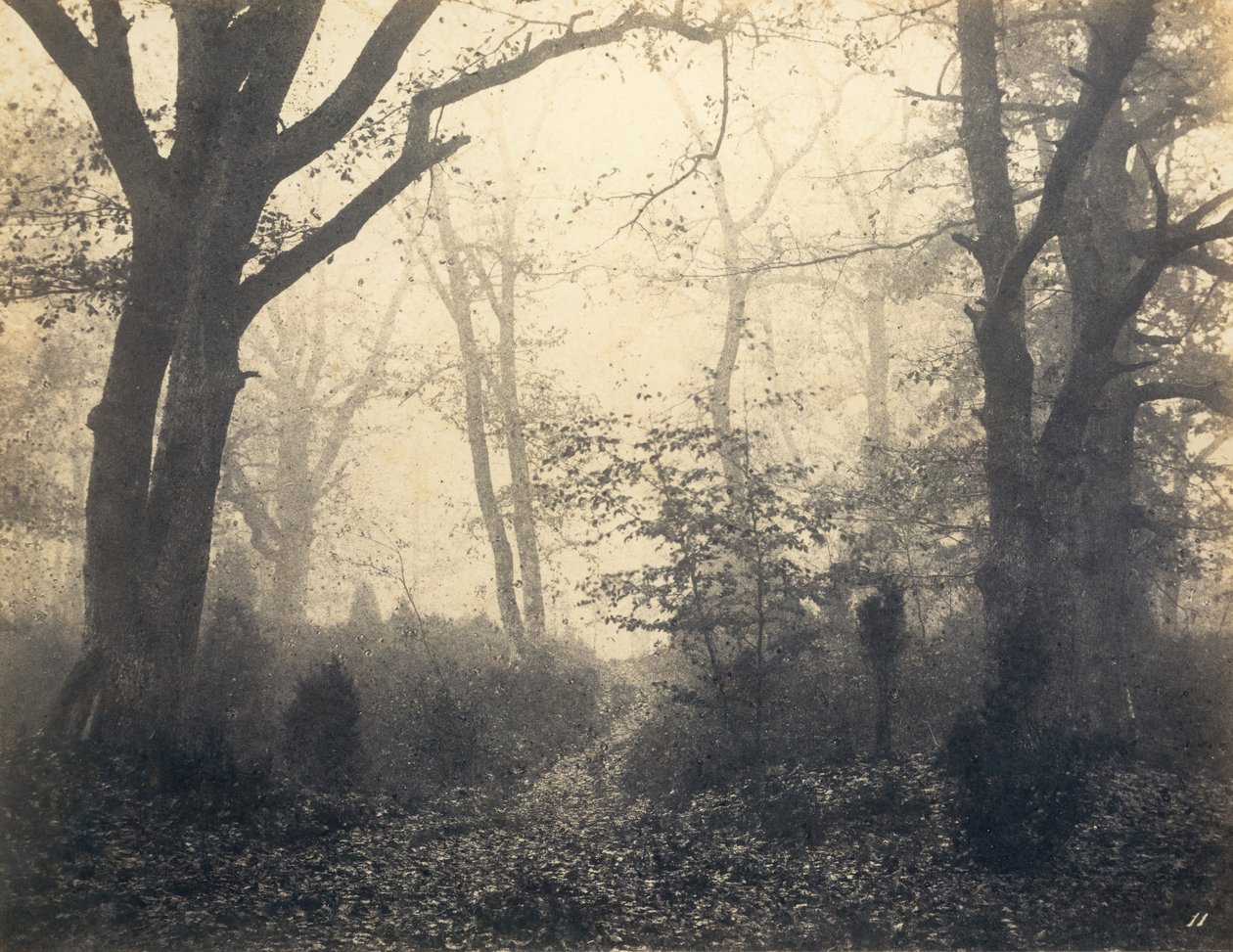 [Fontainebleau Forest], počátek 60. let 19. století. od Eugène Cuvelier