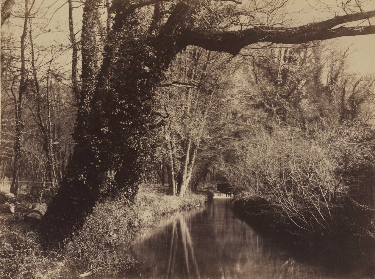 Parc de Courances, konec 50. let 19. století (foto) od Eugène Cuvelier