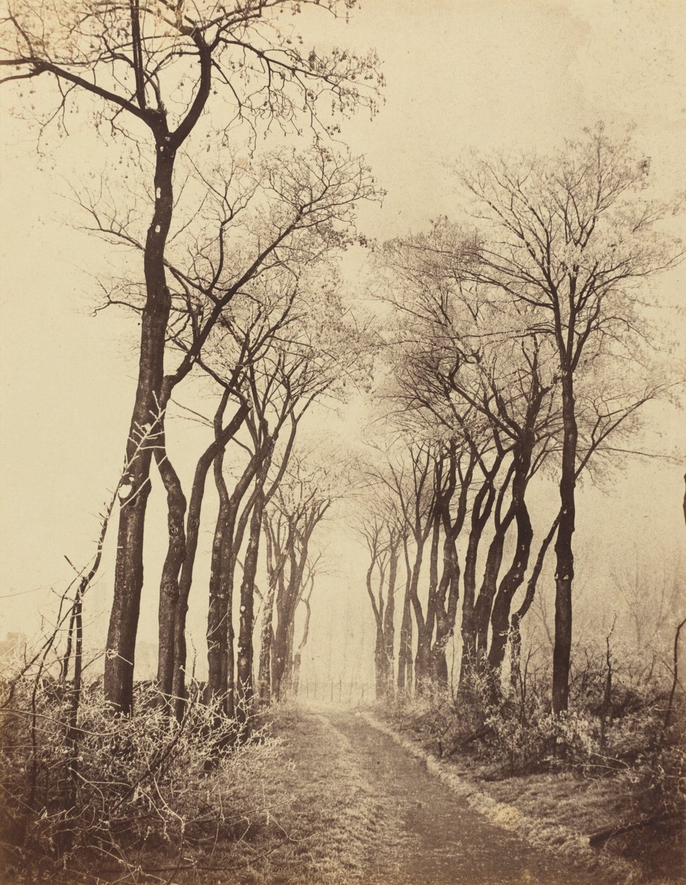Silnice a stromy s námrazou, 1860 (foto) od Eugène Cuvelier