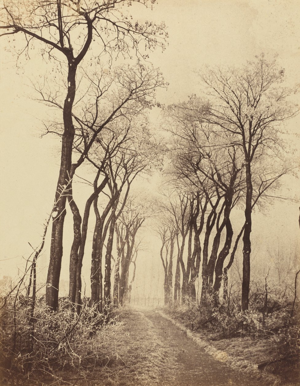 Cesta a stromy s námrazou, 1860. od Eugène Cuvelier