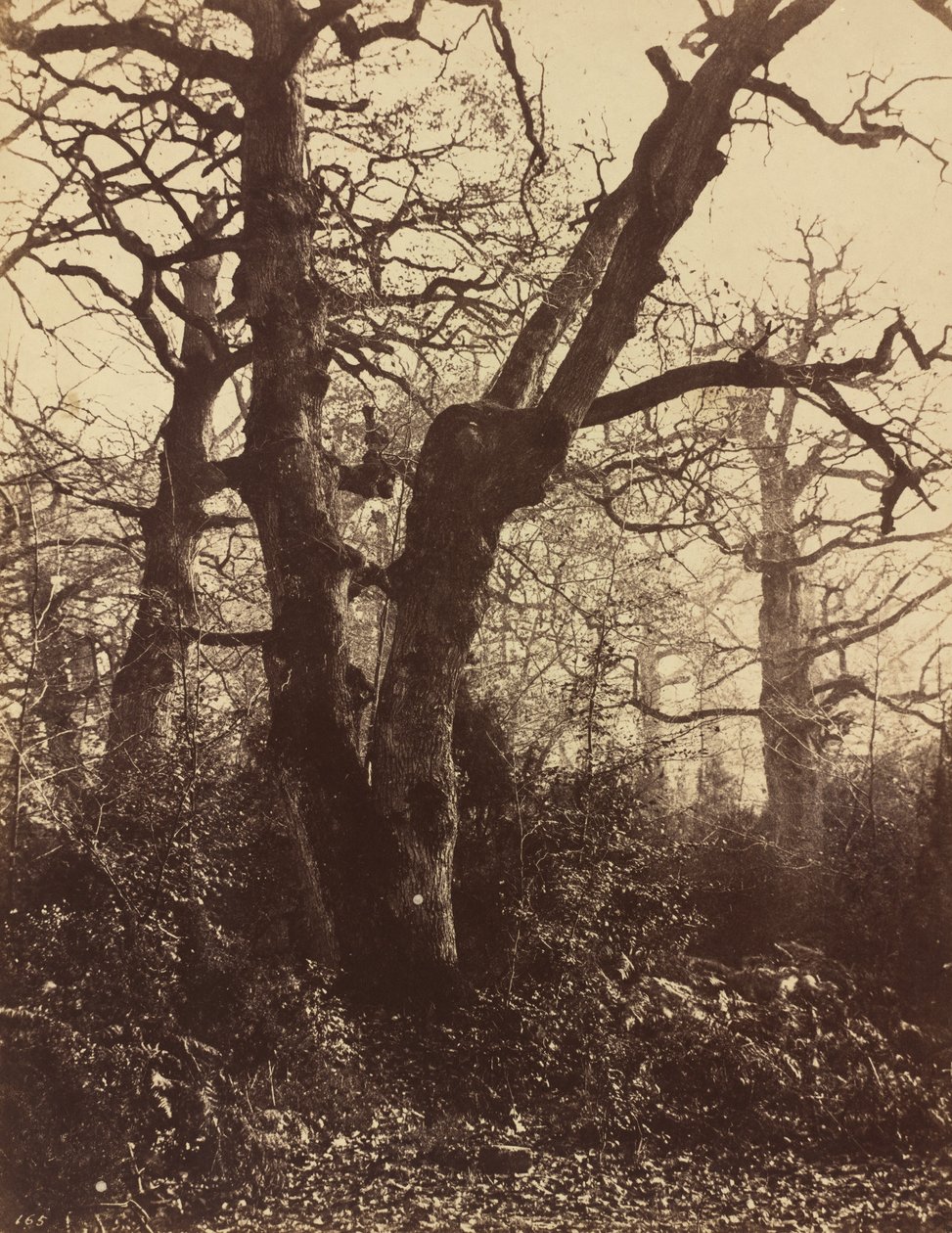 Stromová studie, Fontainebleau od Eugène Cuvelier