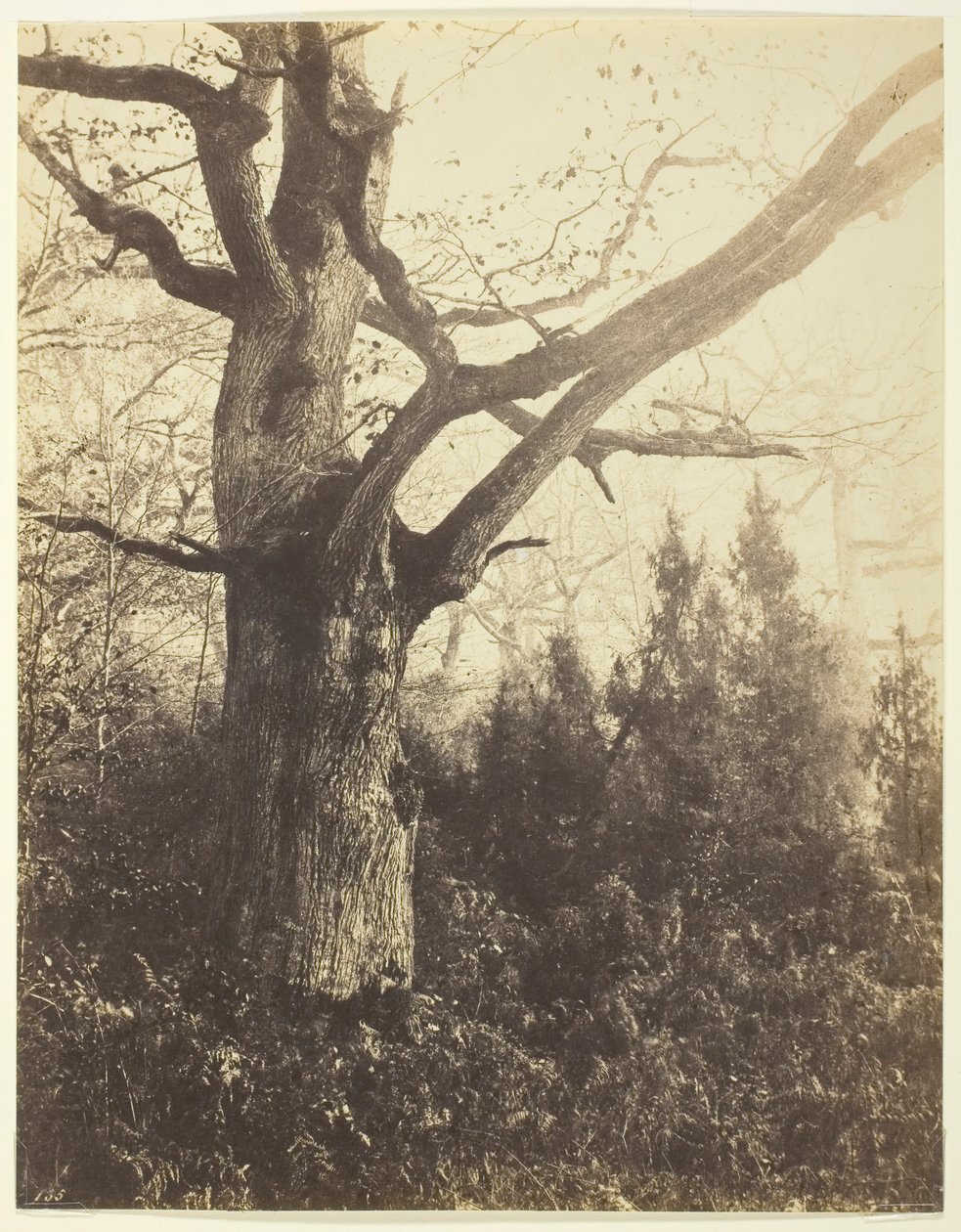 Bez názvu [strom], c. 1860. od Eugène Cuvelier