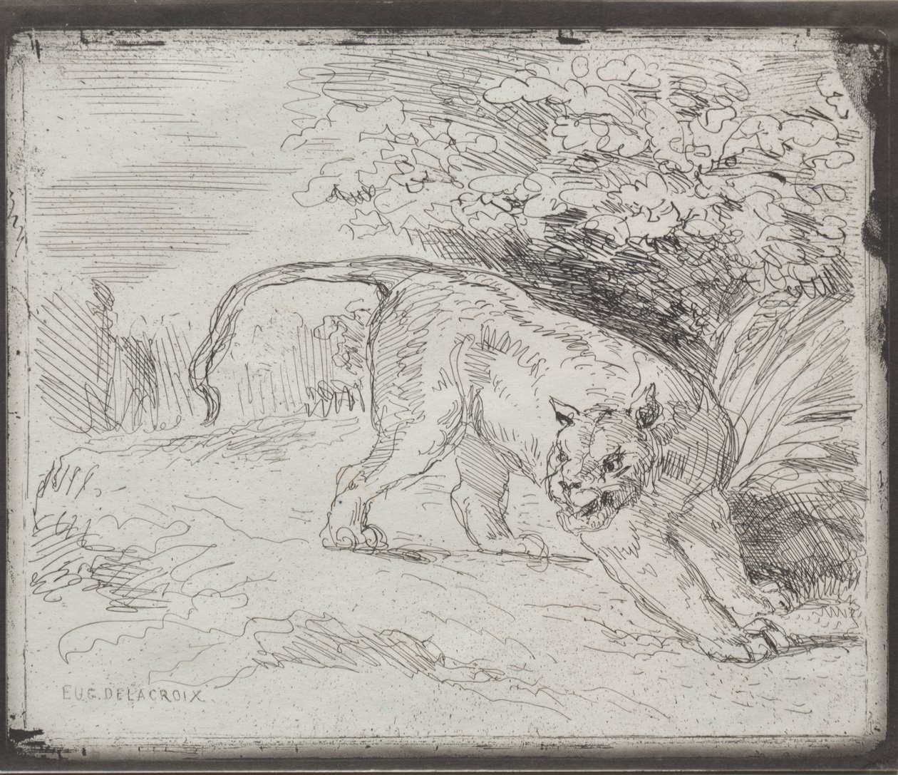Uvězněný tygr od Eugène Delacroix