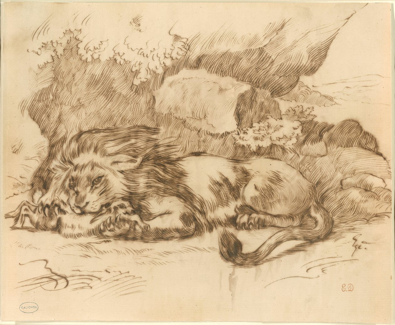 Lev požírající králíka od Eugène Delacroix