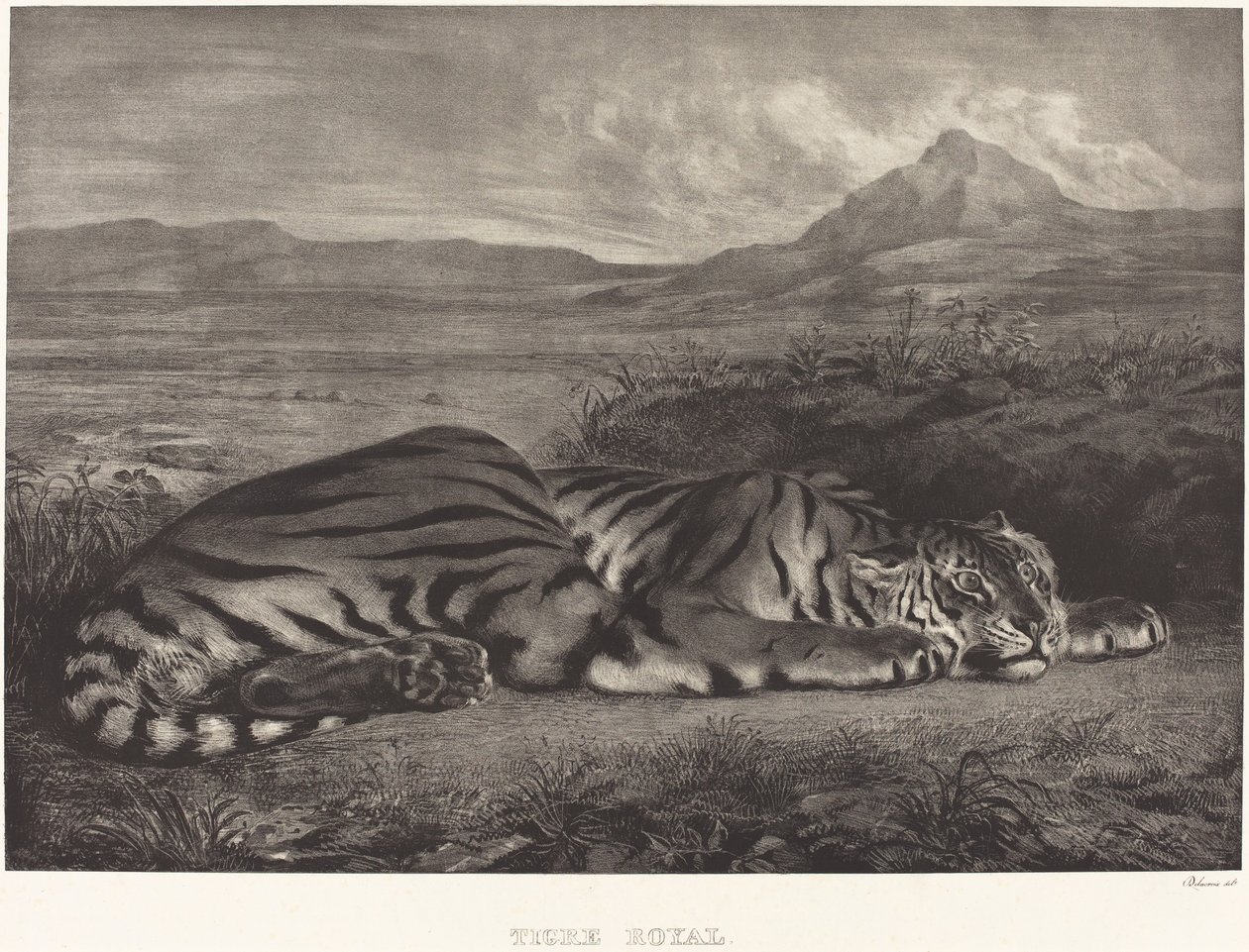 Královský tygr (Tigre Royal) od Eugène Delacroix