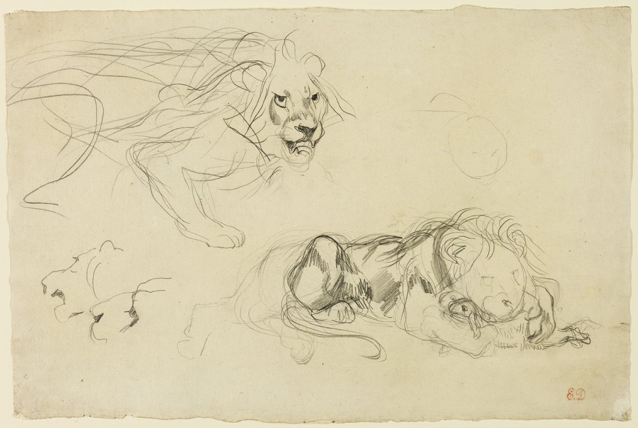 Studie lvů od Eugène Delacroix