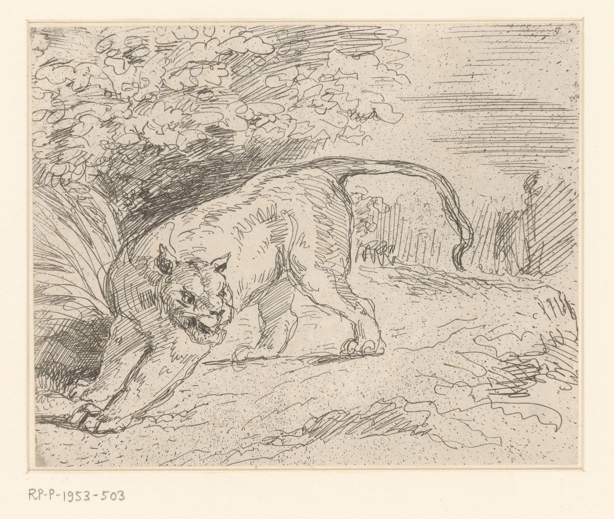 Tijger Tygr v zastavení od Eugène Delacroix