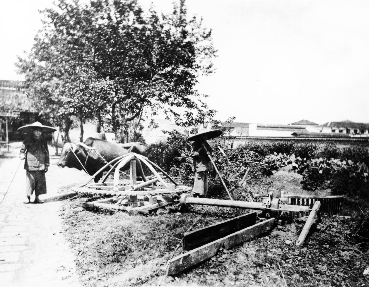 Zavlažování poháněné oxem, Čína, cca 1870-80 od European Photographer