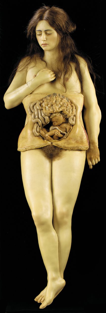 Anatomický model ovariálního těhotenství od European School