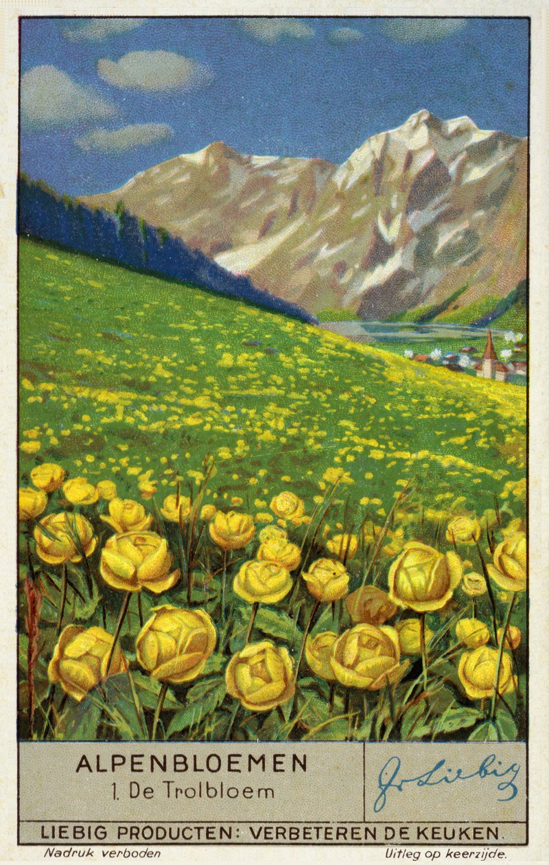 Trollius (Globeflower) (chromolitho) od European School
