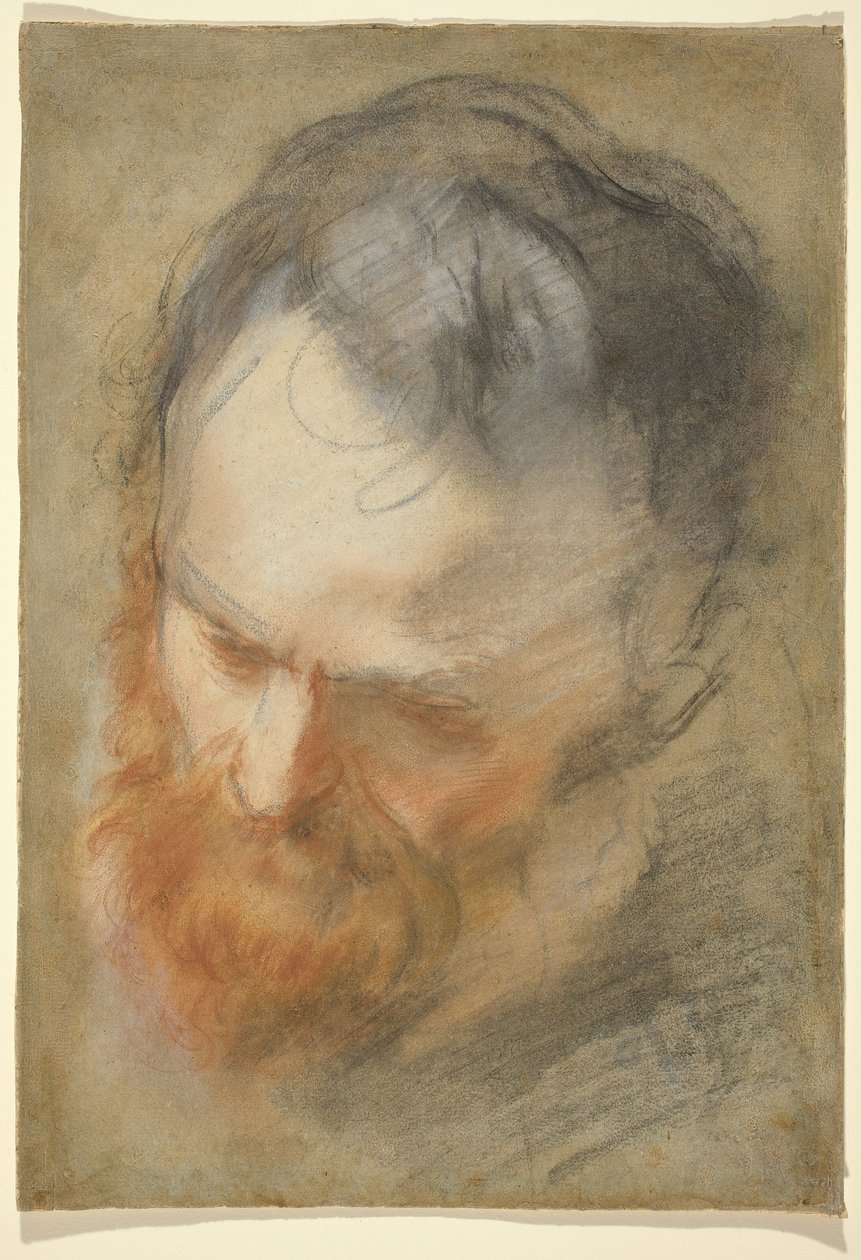Hlava vousatého muže od Federico Barocci