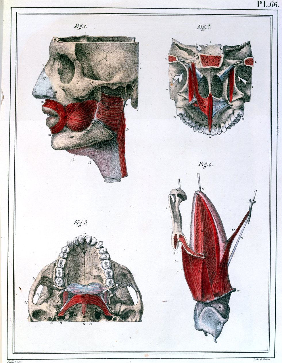 Anatomie hrdla a čelisti, z 