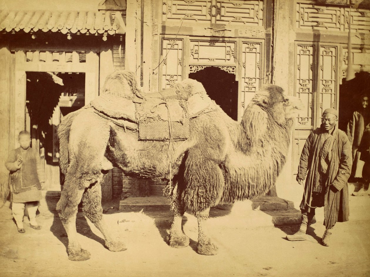 Velbloud dvouhrbý s manipulátorem, cca 1860 (hlubotisk) od Felice Beato