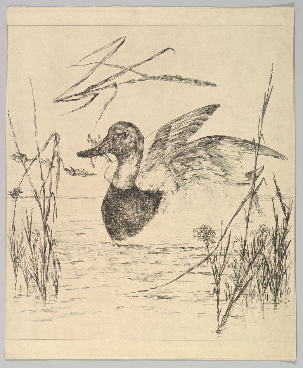 Kachna, 1850-1914. od Felix Bracquemond