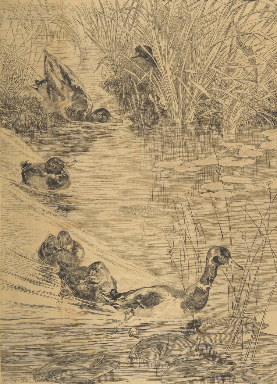 Kachní dovádění, 1850-1914. od Felix Bracquemond