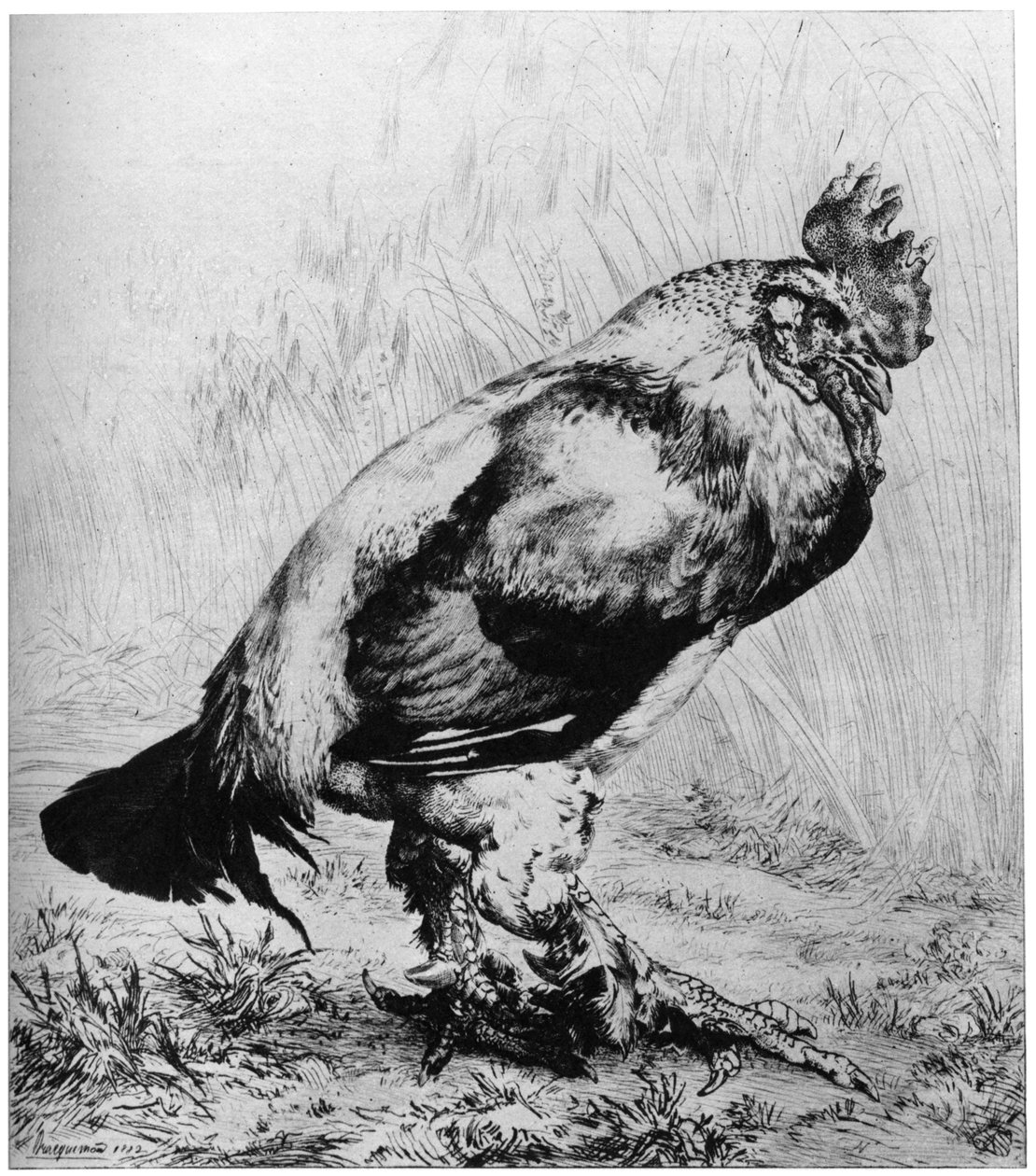 Le Coq, c 1850-1910, 1924. od Felix Bracquemond