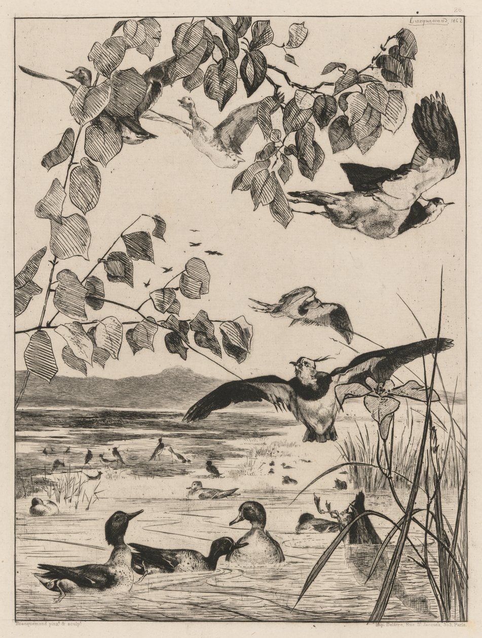 Čejky a čírky, 1862. od Felix Bracquemond