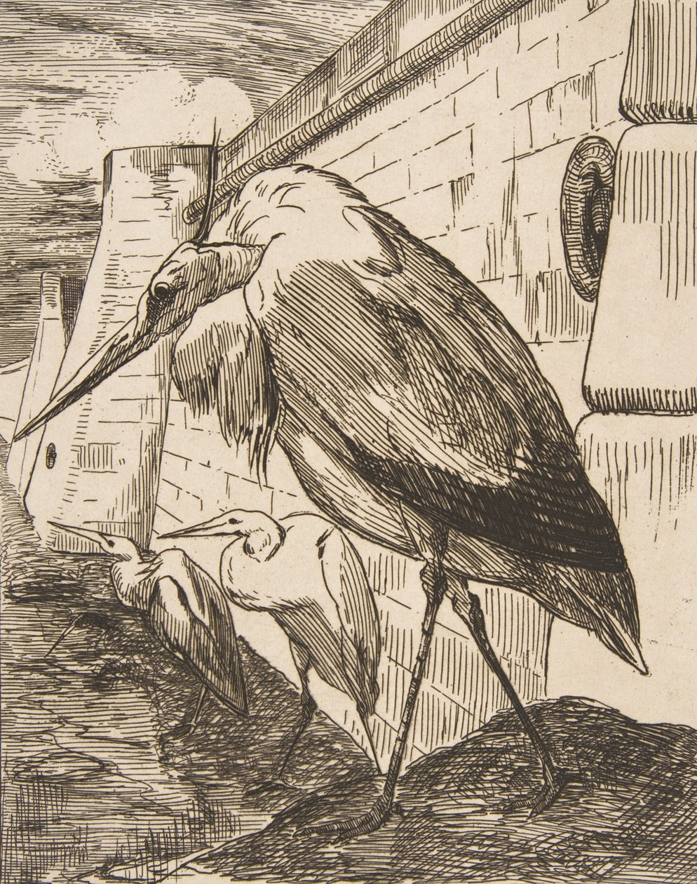 Čápi, 70. léta 19. století, 70. léta 19. století. od Felix Bracquemond