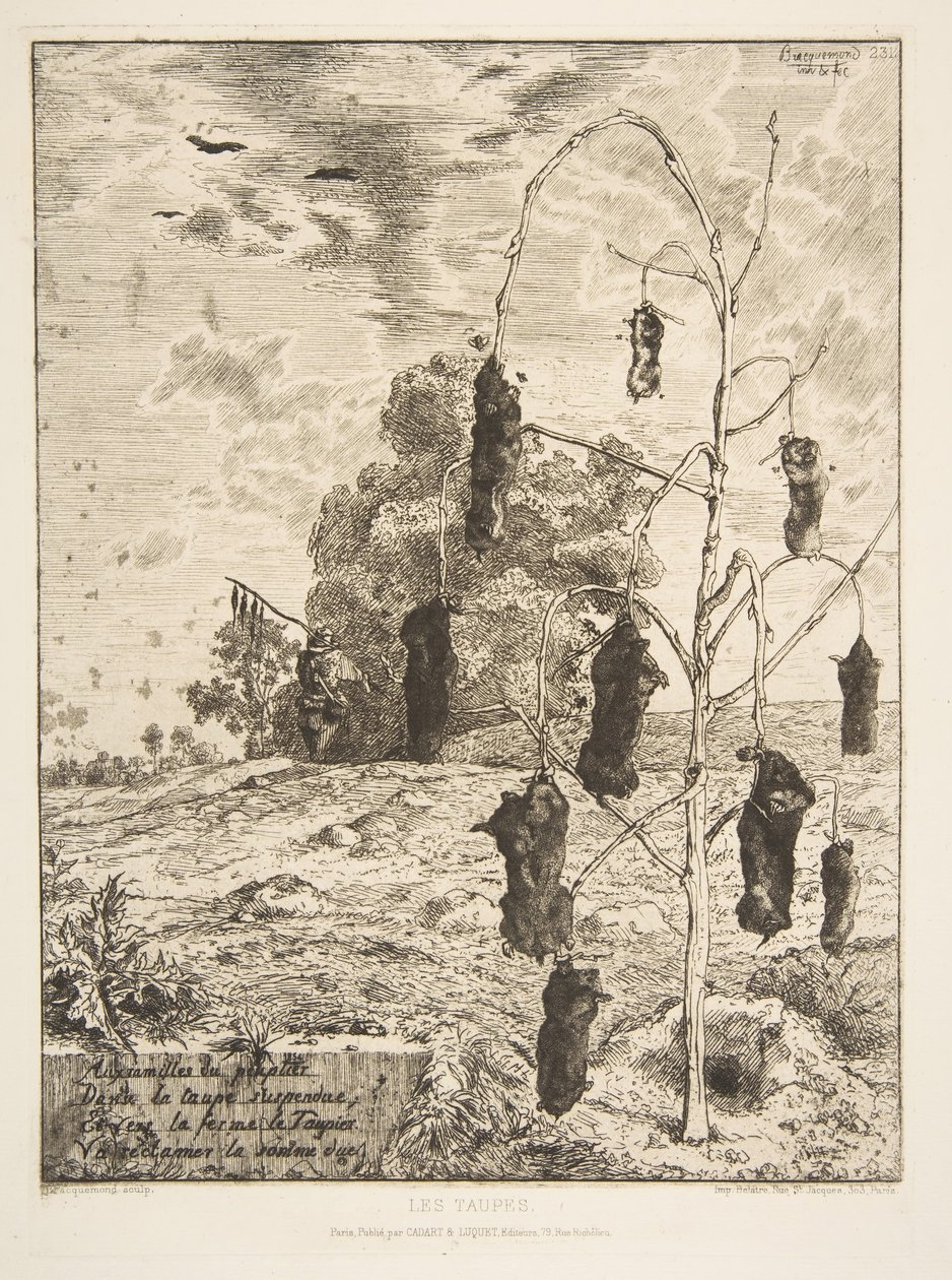 Krtci, 1854. od Felix Bracquemond