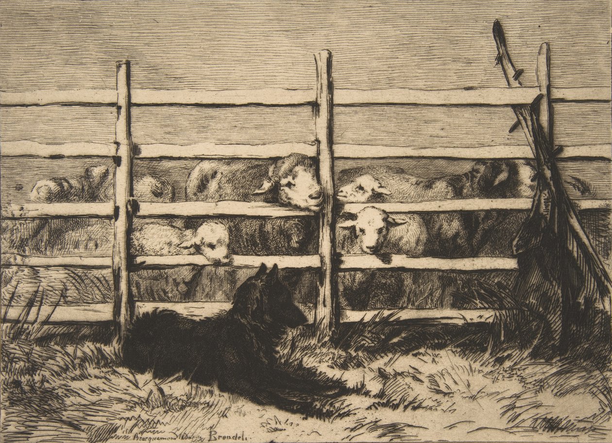 Pasené ovce, 1856. od Felix Bracquemond