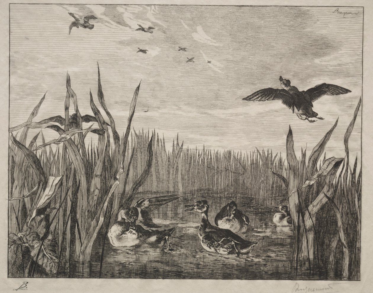 Teal, 1853. od Felix Bracquemond