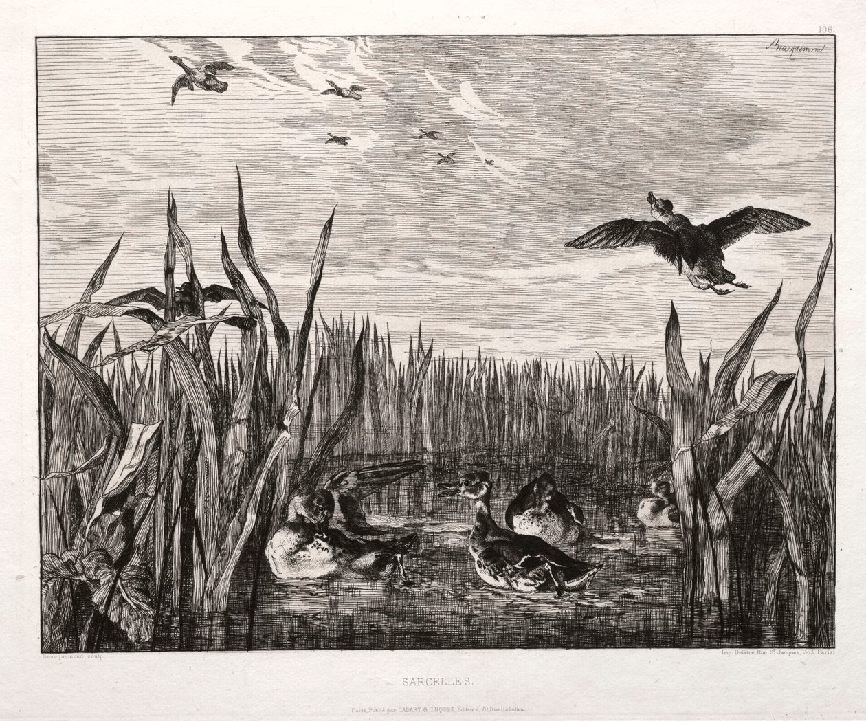 Teals, 1853 vytištěno 1864. od Felix Bracquemond