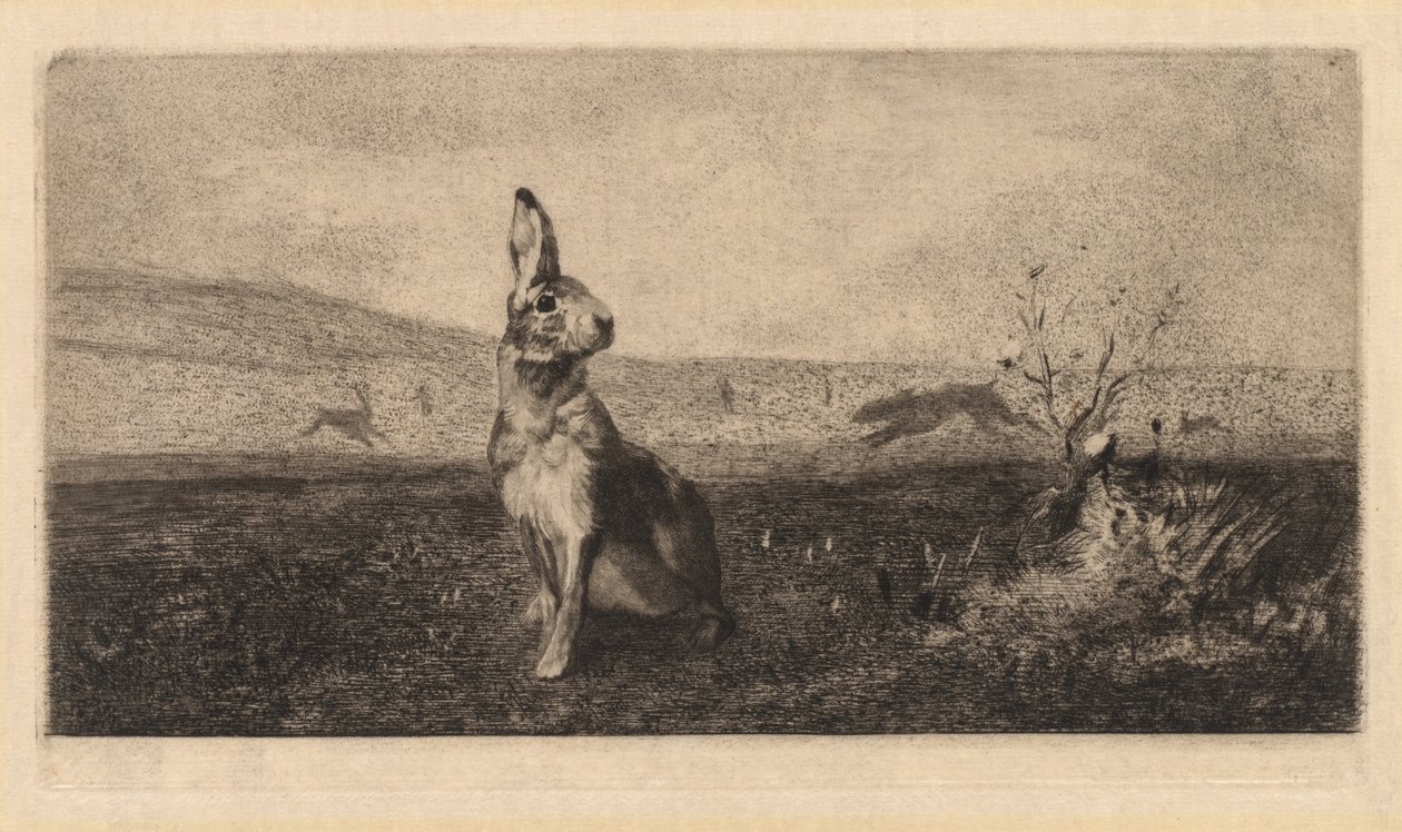 Zajíc Le Hare, 1865. od Felix Bracquemond