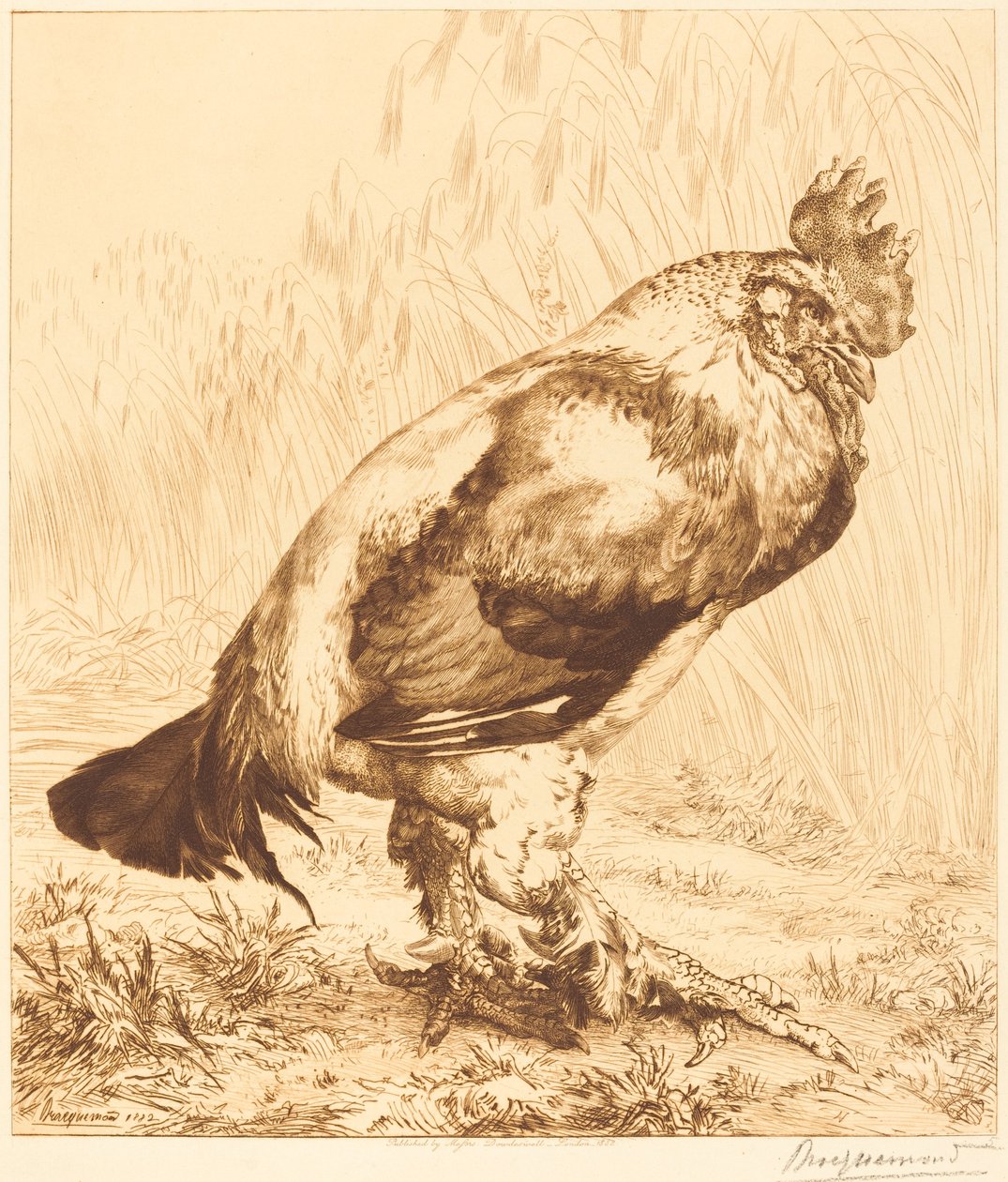 Starý kohout od Felix Bracquemond