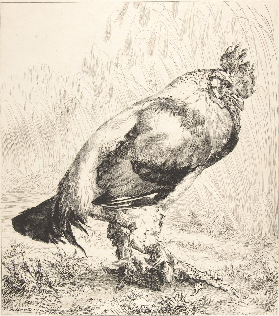 Starý kohout, 1882. od Felix Bracquemond