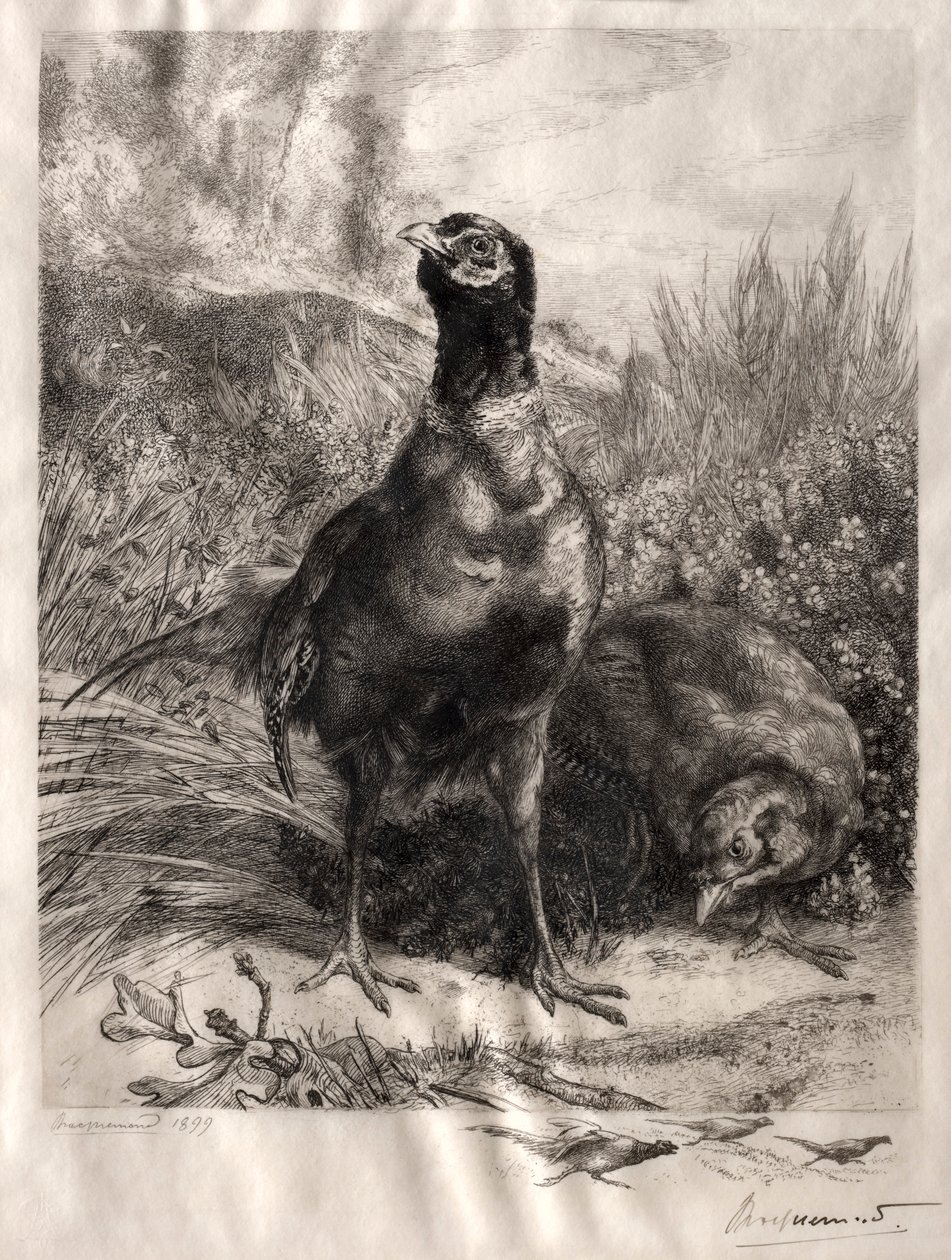 Bažanti, 1899. od Felix Bracquemond