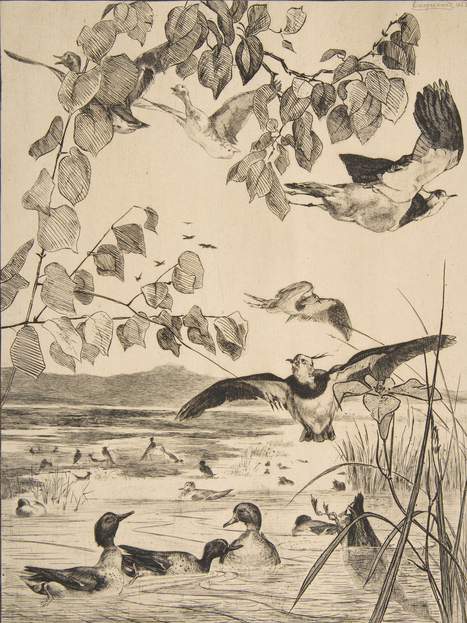 Čejky a Sarcelles, 1862. od Felix Bracquemond