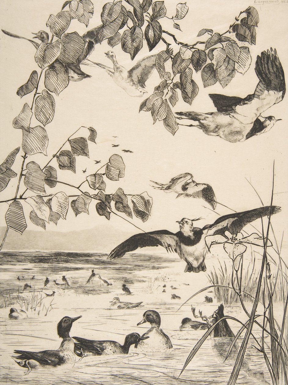 Čejky a Sarcelles, 1862. od Felix Bracquemond