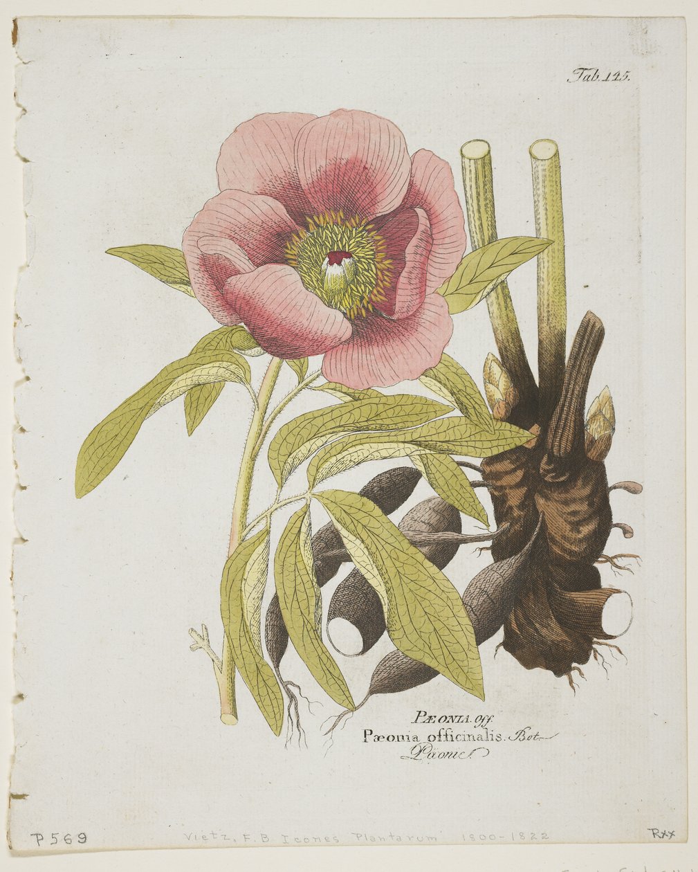 Paeonii, z ikon rostlin z medicínsko-ekonomické technologie s popisem jejich ovoce a použití, 1804 (ručně kolorovaná rytina) od Ferdinand Bernhard Vietz
