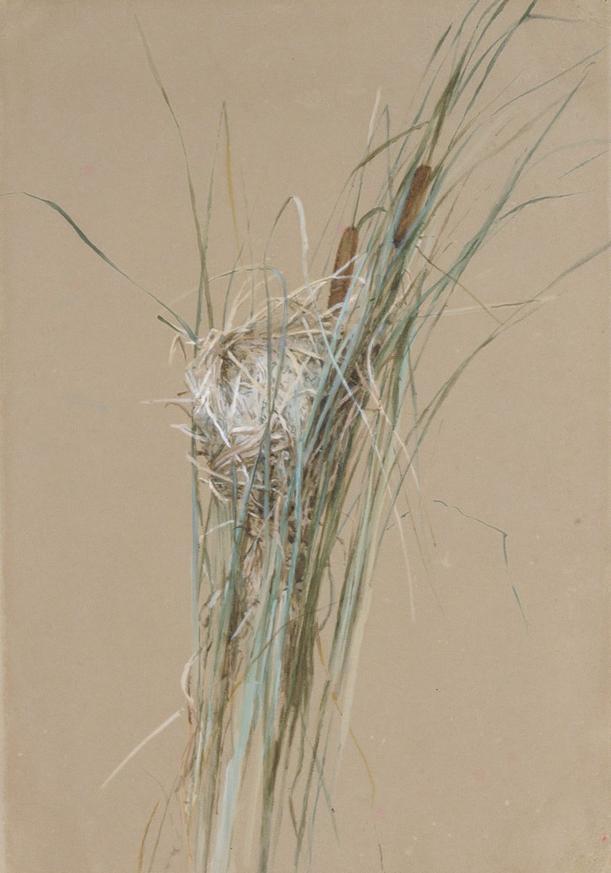 Ptačí hnízdo v Cattails, ca. 1875. od Fidelia Bridges