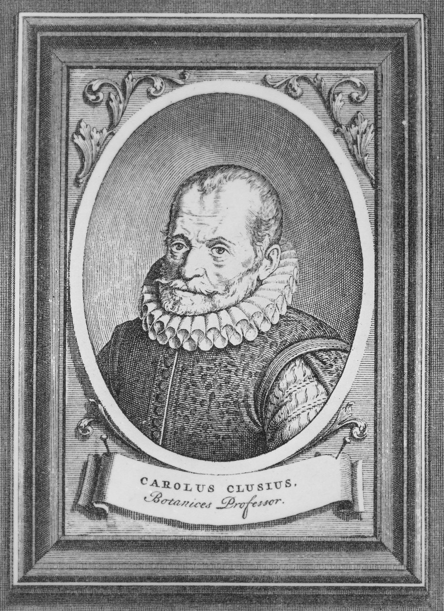 Carolus Clusius od Flemish School