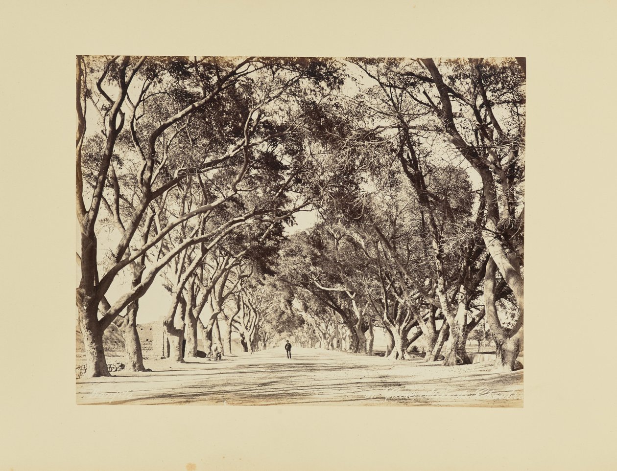 Káhira, Allée de Choubra od Félix Bonfils