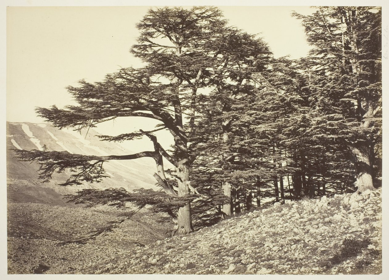 Libanonské cedry od Félix Bonfils