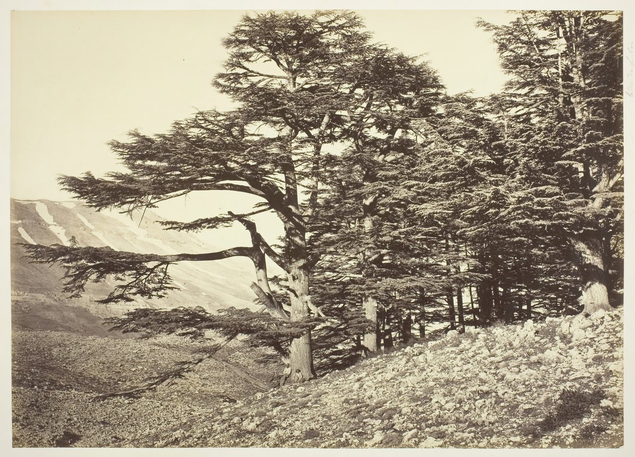 Cedry z Libanonu, c. 1870. od Félix Bonfils