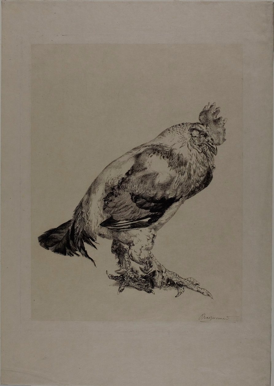 Starý kohout od Félix Henri Bracquemond