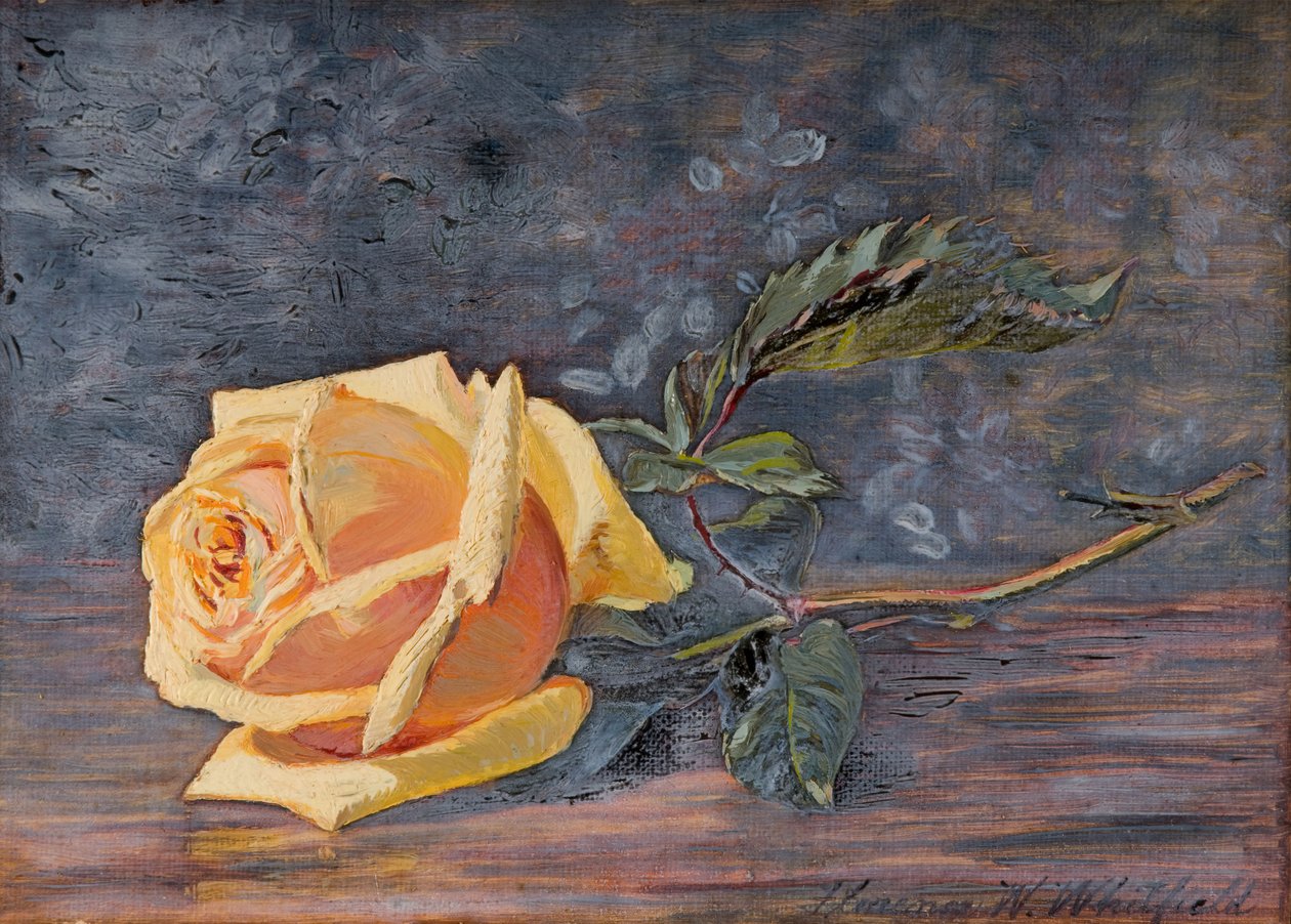 Žlutá růže, 1887. od Florence Westwood Whitfield