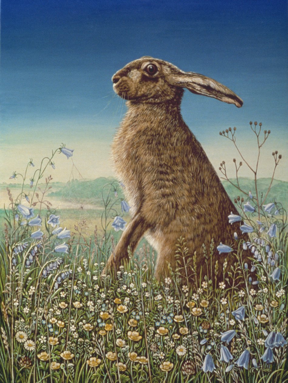 Zajíc, 1984 (olej a tempera na panelu) od Frances Broomfield
