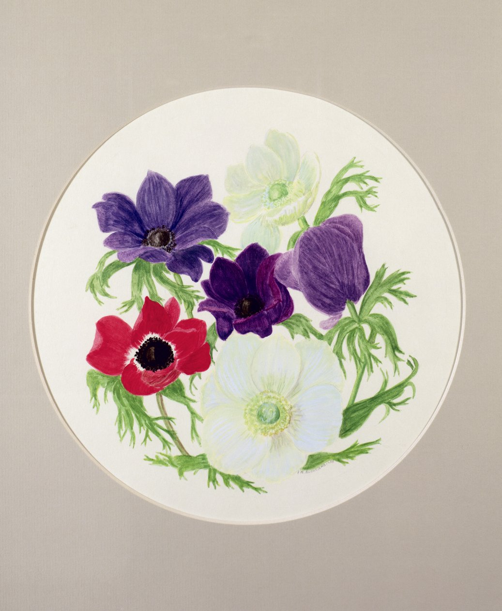 Sasanky od Frances Buckland